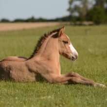 Kentucky Horse Park