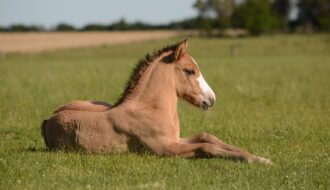 Kentucky Horse Park