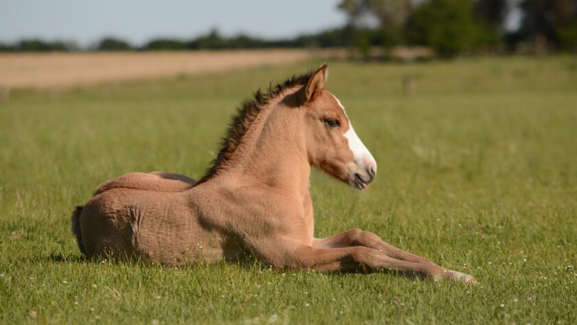 Kentucky Horse Park