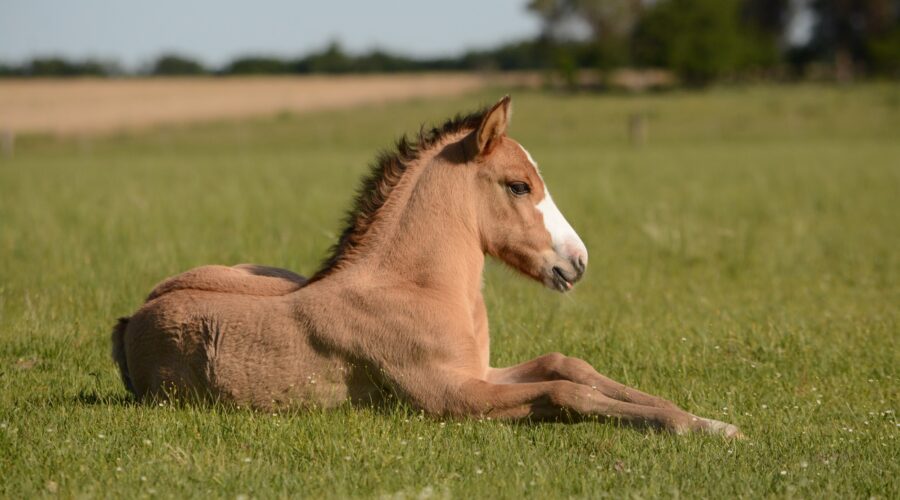 Kentucky Horse Park