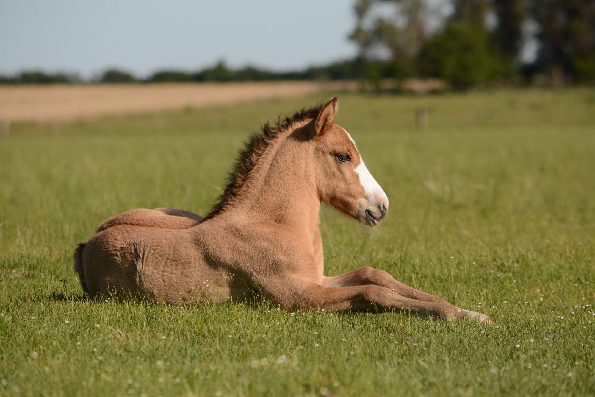 Kentucky Horse Park