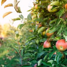 Apple orchards