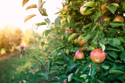 Apple orchards