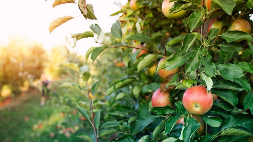 Apple orchards