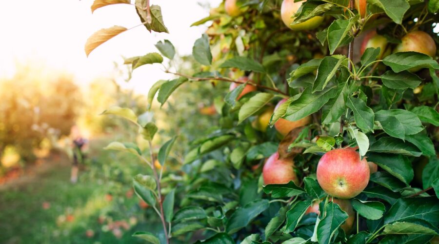 Apple orchards
