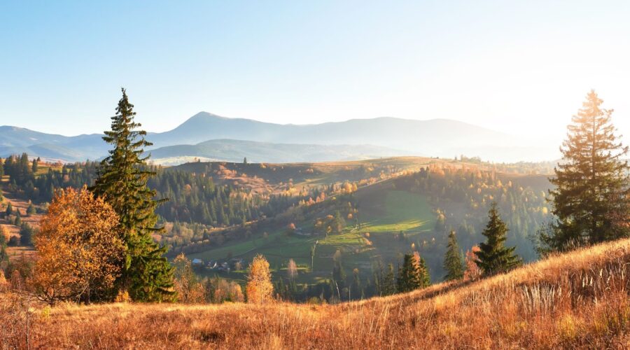 View of the fall forest