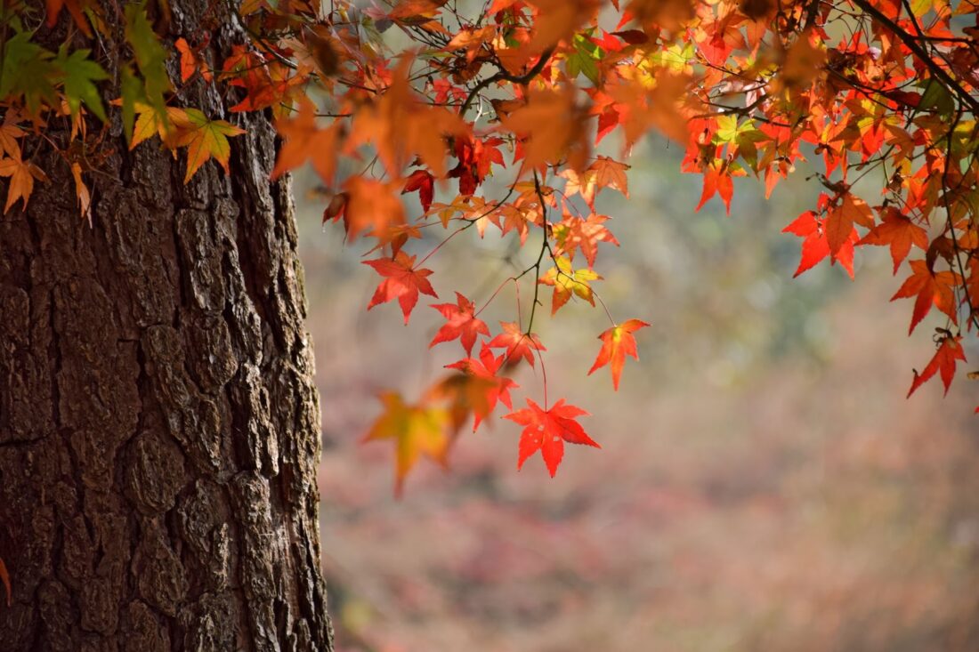 Tree with fall leaves