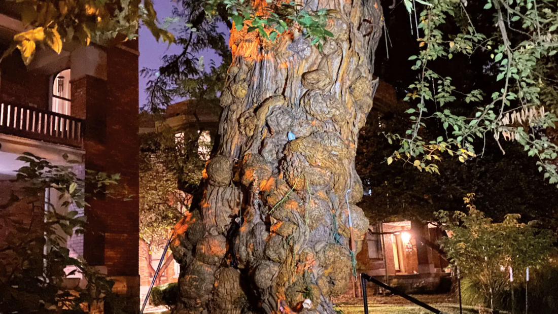 The Witches' Tree of Louisville