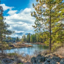 River Trail in a Forest