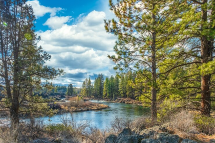 River Trail in a Forest