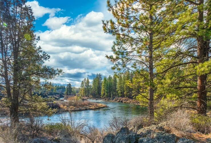 River Trail in a Forest