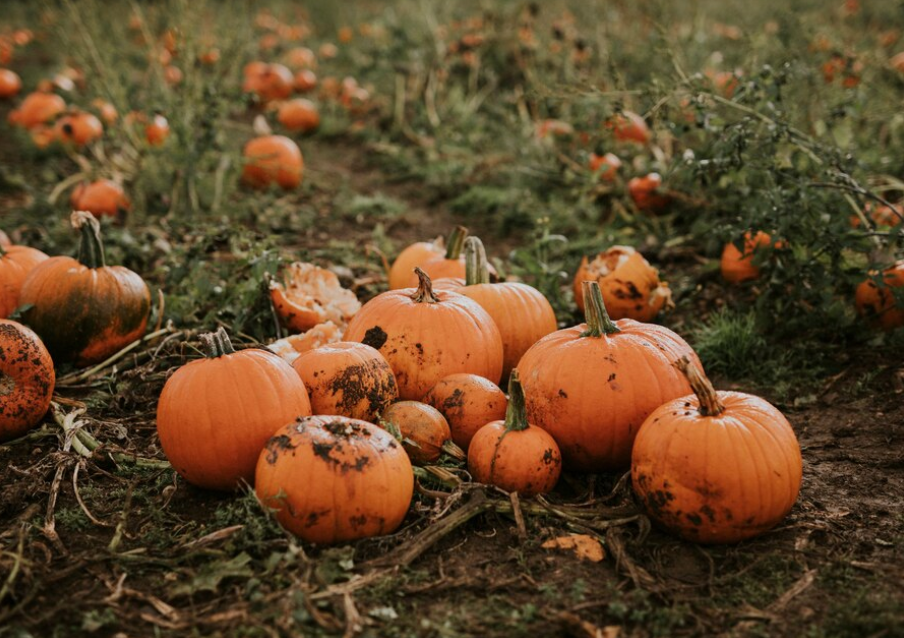 pumpkin harvest on the garden