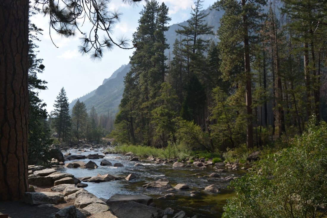 A river in the middle of the forest