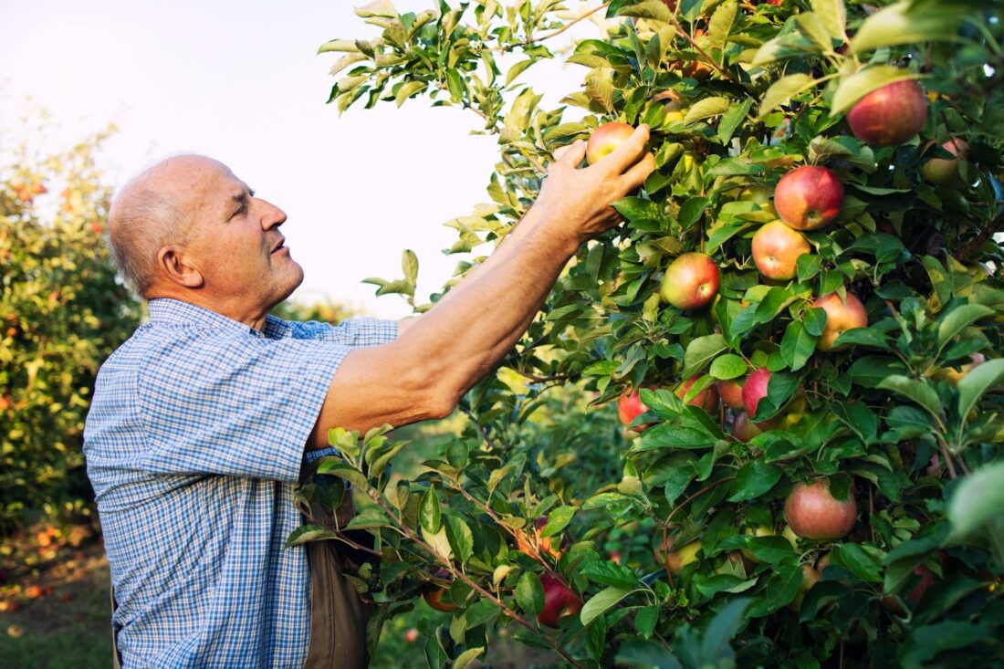 A man picks apples from a tree