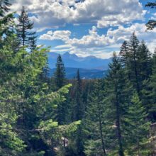 Tree and mountain view