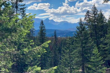 Tree and mountain view