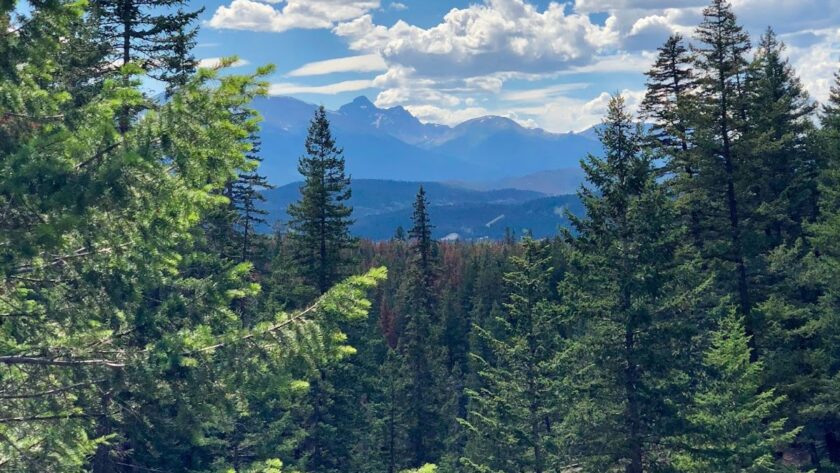 Tree and mountain view